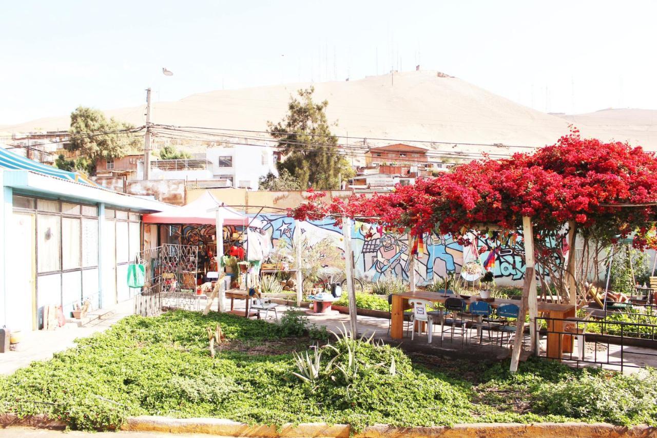 Hostel La Posada Gallo 阿里卡 外观 照片